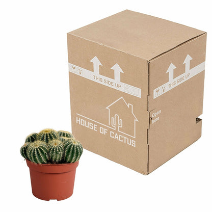  Parodia Warasii - Cactus D'intérieur