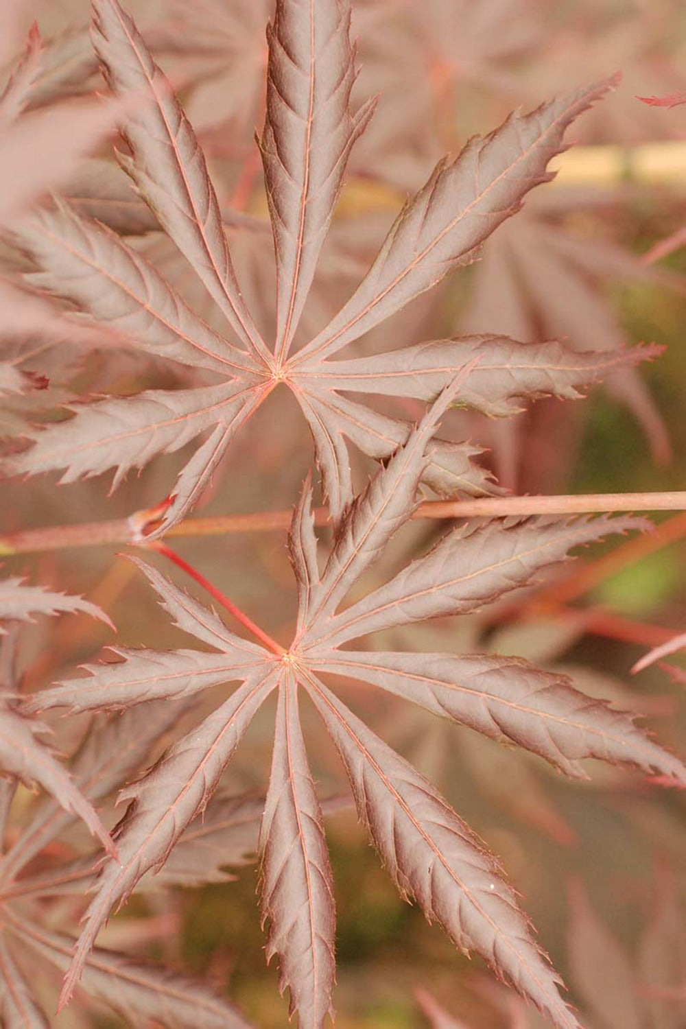  Erable Du Japon 'trompenburg' - En Pot De 3 Litres