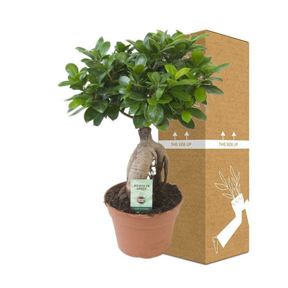  Ficus Microcarpa Ginseng 40cm - Plante D'intérieur