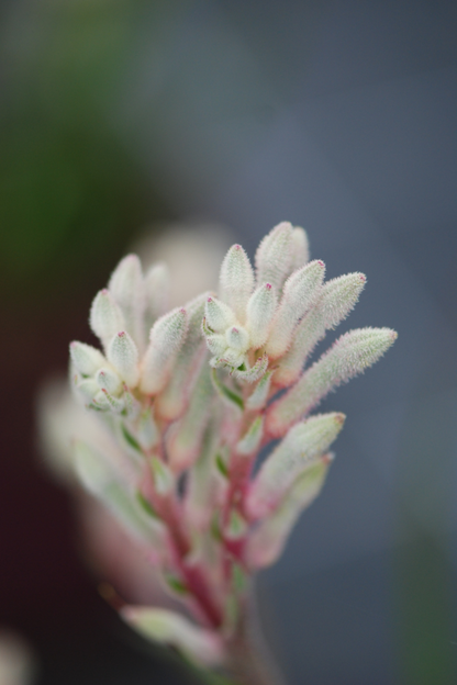  Anigozanthos 'bush Diamond' - En Pot De 3 Litres