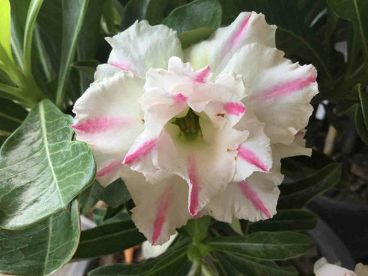  Adénium Obésum Cv. Lapin Blanc Couleur Floraison:blanc Et Rose - Caudex D'environ 150g