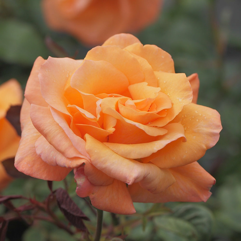  Rosier Grimpant Orange Climber - Le Pot / 4l / Hauteur Livrée 15-40cm
