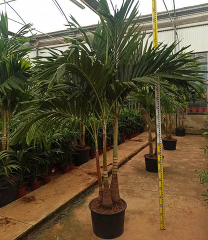  Adonidia Merrillii (veitchia Merrillii- Palmier De Manille) Spécimen Pot De 80l Plusieurs Troncs 250-300cm