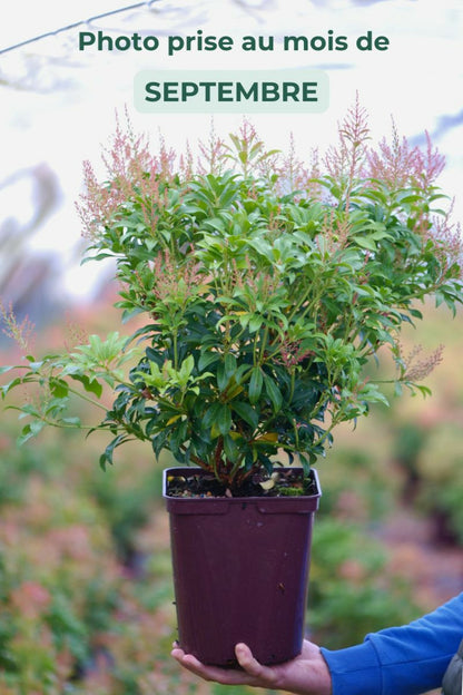  Andromède 'passion' - En Pot De 5 Litres