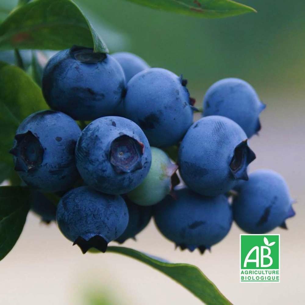  Myrtillier 'centurion' Bio (vaccinium Ashei 'centurion')