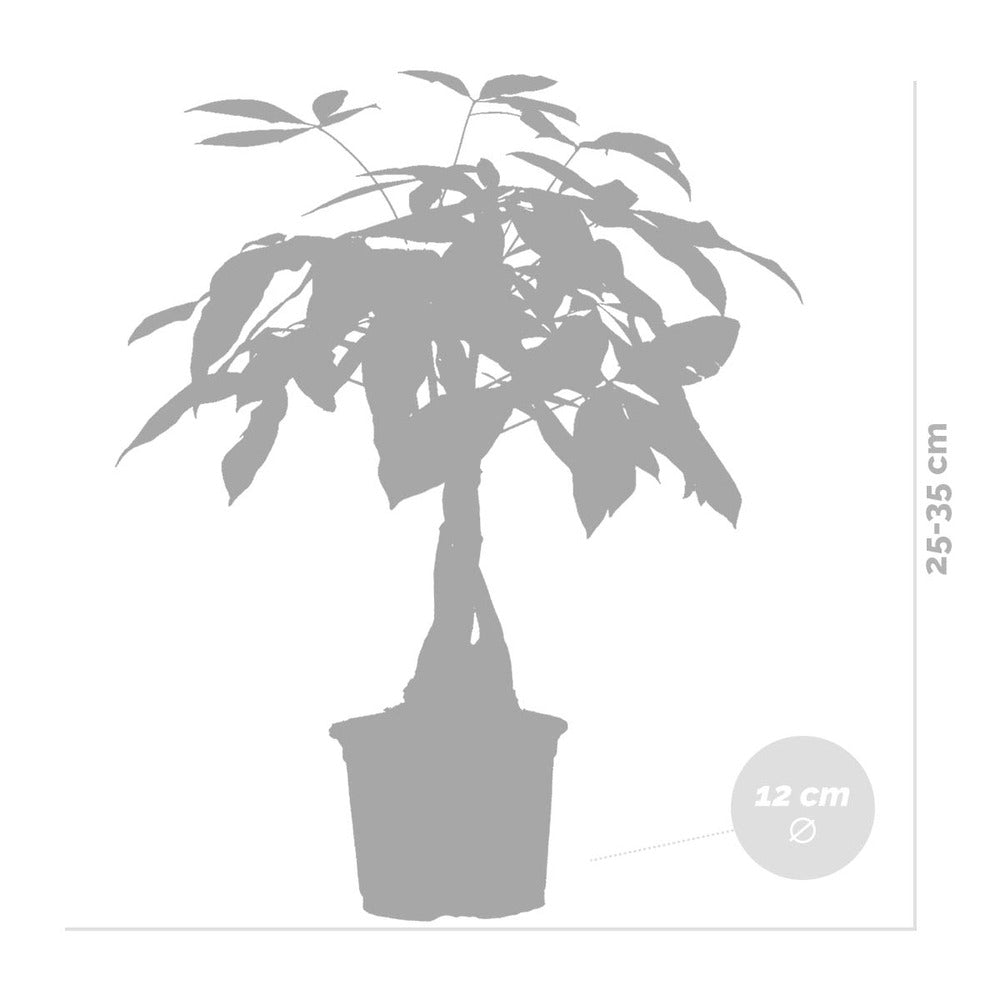  Lot De 2 - Pachira Aquatica - Arbre à Argent - Plante D’intérieur - 25-35 Cm De Haut - Pot 12 Cm