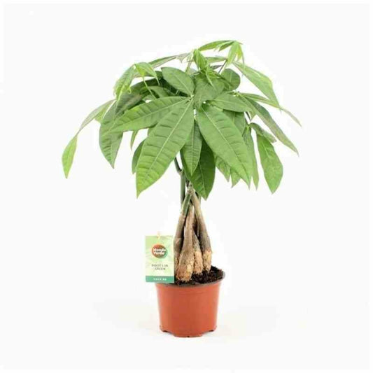  Pachira Aquatica (noix De Malabar, Châtaignier De Guyane, Cacaoyer-rivière) Pot De 15 Litres ? 170/190 Cm