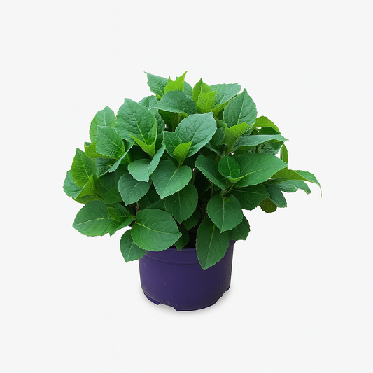  Hydrangea Macrophylla Forever And Ever Rouge - Pot 5 L