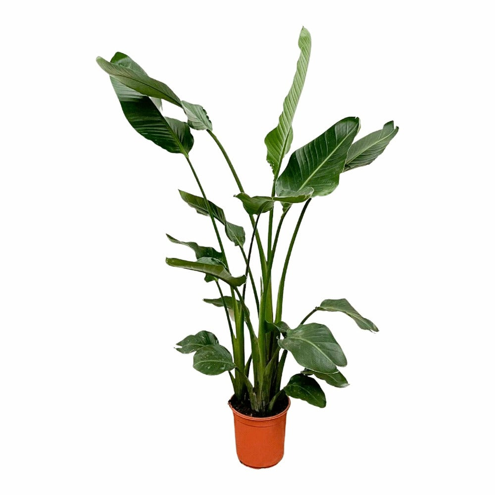  Strelitzia Nicolai 160cm - Plante D'intérieur