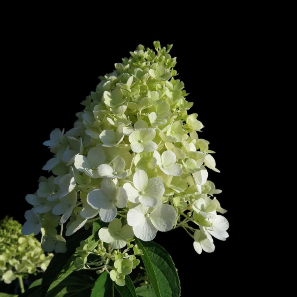  Hortensia Paniculata Séléction/[-]pot De 4l - 40/60 Cm
