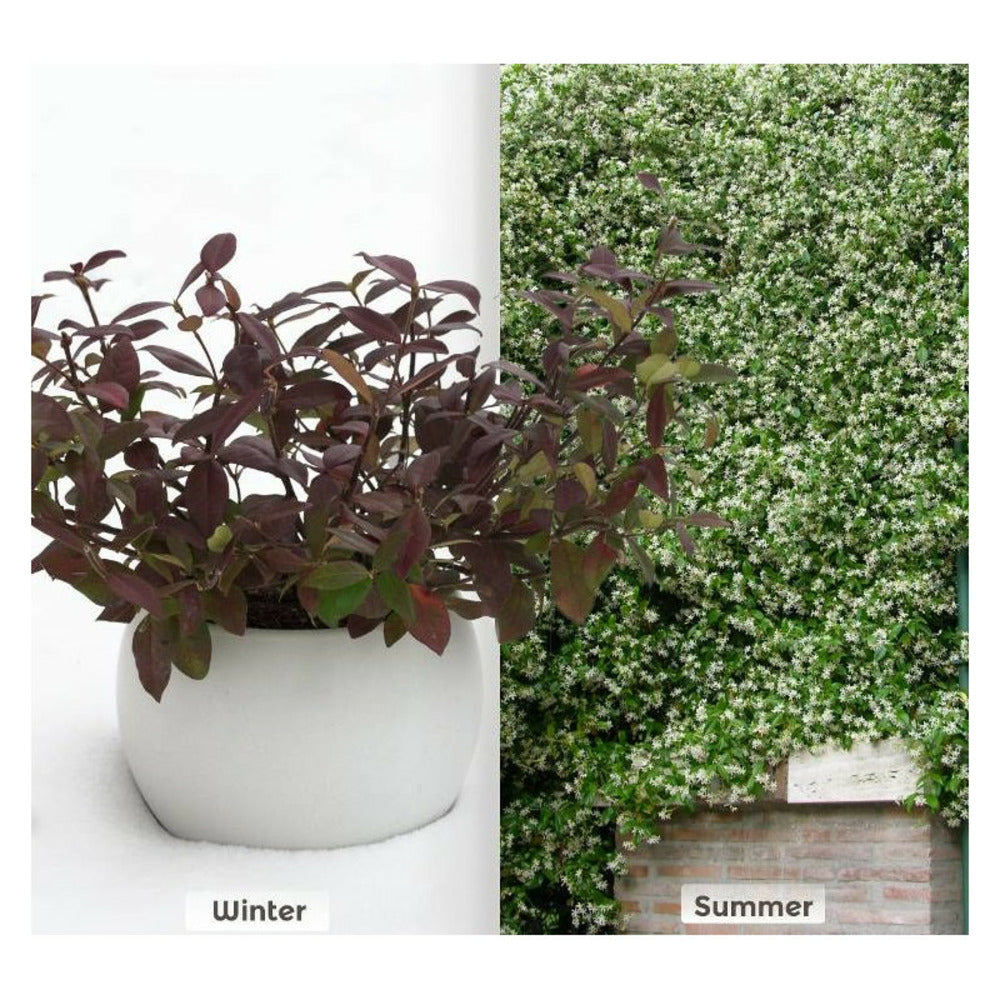  Jasmin étoilé Winter Ruby® 'trared'/[-]pot De 6l - Tipi Bambou 90/150 Cm
