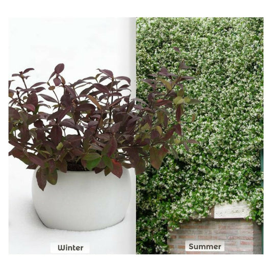  Jasmin étoilé Winter Ruby® 'trared'/[-]pot De 6l - Tipi Bambou 90/150 Cm