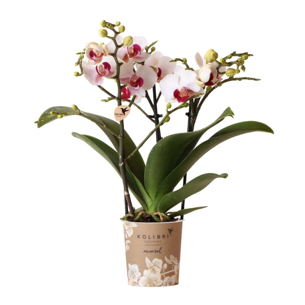  Orchidées Colibris - Orchidée Phalaenopsis Blanche - Gibraltar Minéral - Taille Du Pot 9cm