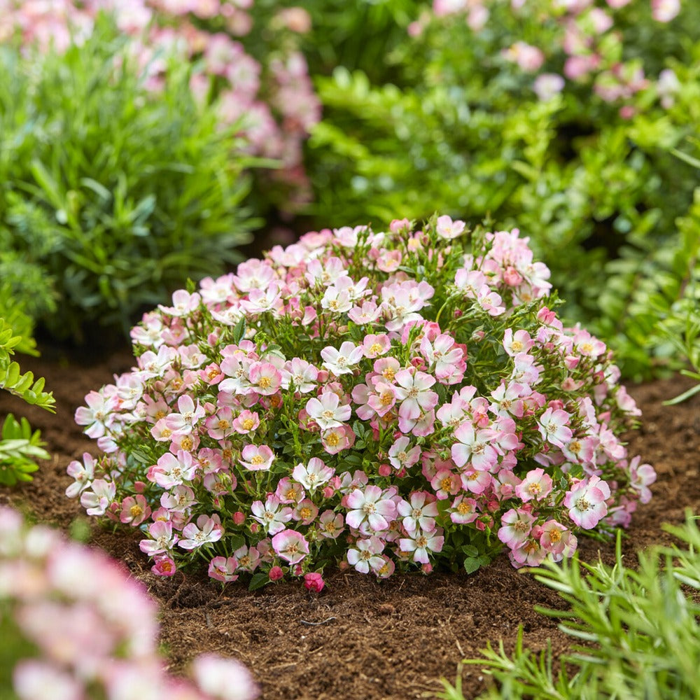  Rosier Miniature Cutie Pie ® - Le Pot / ø 9cm