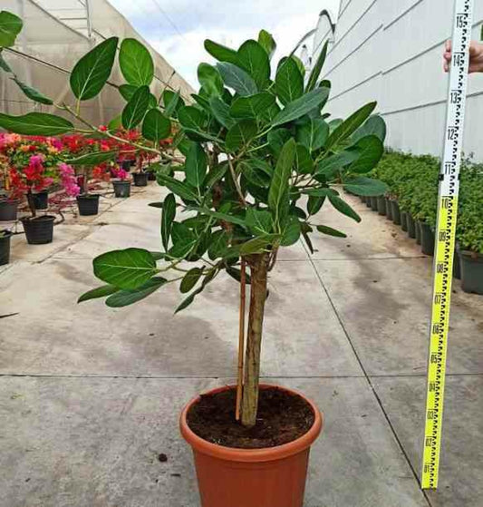  Ficus Benghalensis 'audrey' (figuier Des Banyans 'audrey') Pot De 65l - 70/100cm