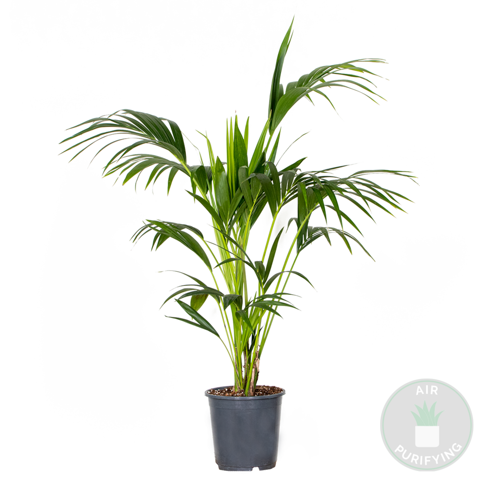  Howea Forsteriana - Palmier Kentia - Plante D’intérieur - 120-140 Cm De Haut - Pot 24 Cm