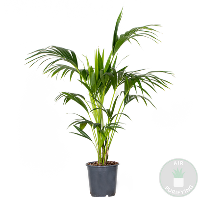  Howea Forsteriana - Palmier Kentia - Plante D’intérieur - 120-140 Cm De Haut - Pot 24 Cm