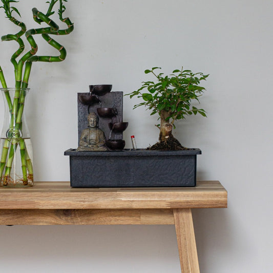  Bonsaï - Bonsai - Hauteur 25-35cm - ⌀29cm