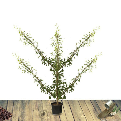  Poirier Conférence/[-]pot De 10l - Gobelet 2 Ans - 120/150 Cm