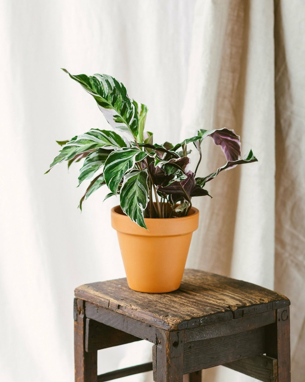  Calathea Fusion White 40cm - Plante D'intérieur