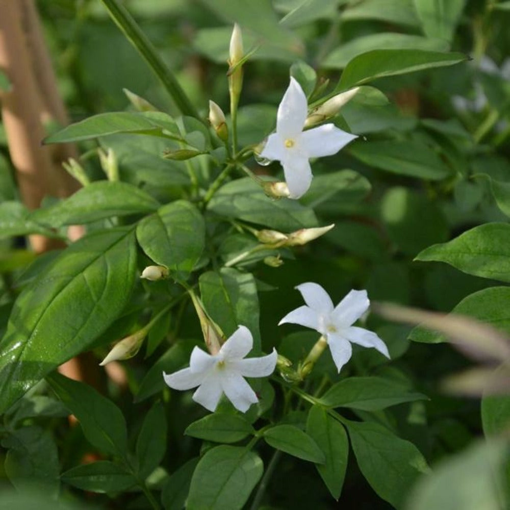  Jasmin Blanc Officinal Jasminum Officinalis 1,5l - 40/60cm
