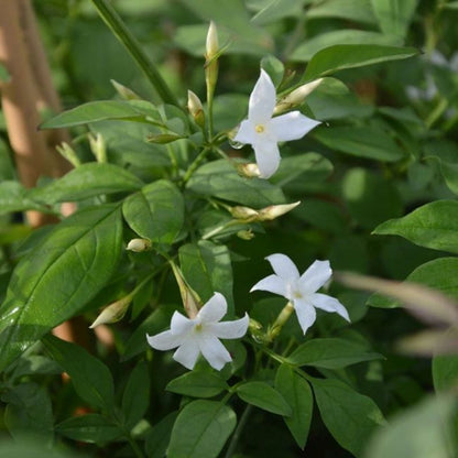  Jasmin Blanc Officinal Jasminum Officinalis 1,5l - 40/60cm