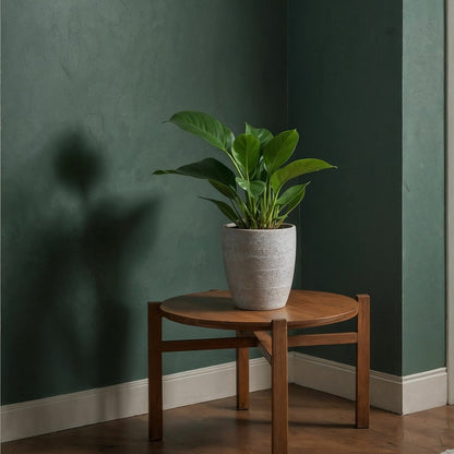  Plante Verte - Philodendron 'green Princess' - Hauteur 20-30cm - ⌀12cm