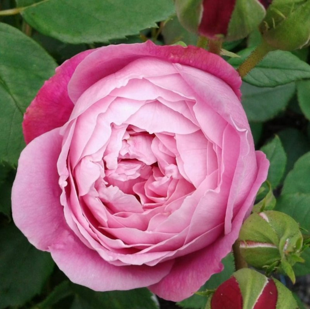  Kordes Rose Des Fées - Rosa 'queen Elizabeth'