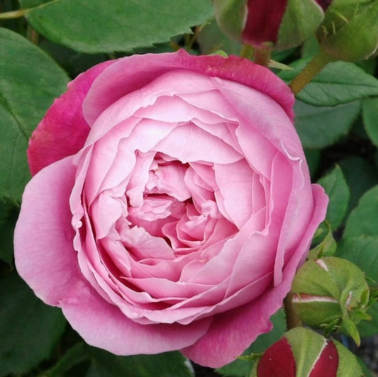 Kordes Rose Des Fées - Rosa 'queen Elizabeth'