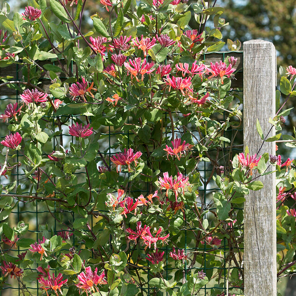  Lot De 2 - Lonicera Heckrottii Goldflame - Chèvrefeuille - Rouge, Jaune - Pot 15cm - 70-80cm De Haut