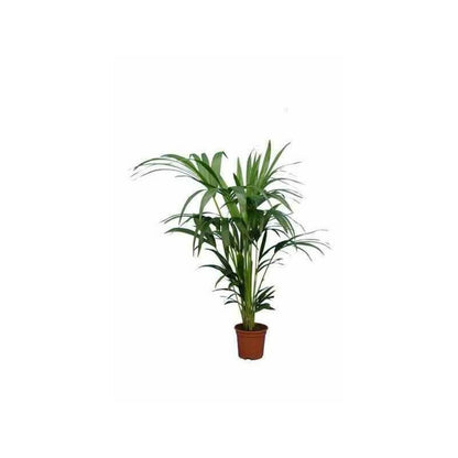  Howea Forsteriana (kentia) Pot De 25l - 200-225cm