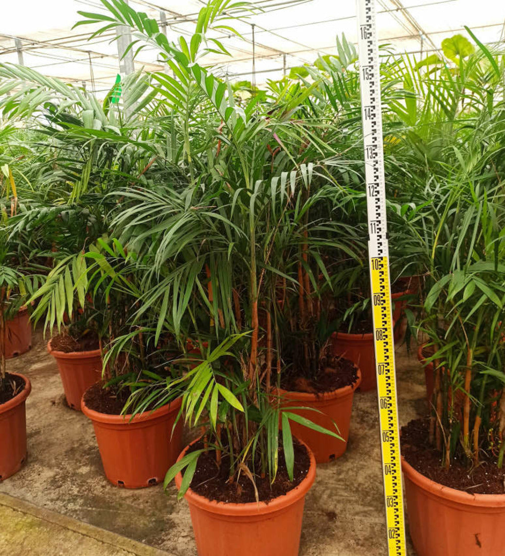  Chamaedorea Seifrizii (palmier Nain De Seifriz) Pot De 1 Litre - 50/60 Cm