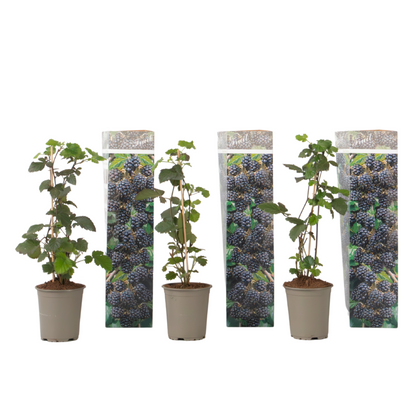  Plante De Mûre - Lot De 3 - Rubus Thornless - Hauteur 25-40cm - ⌀9cm