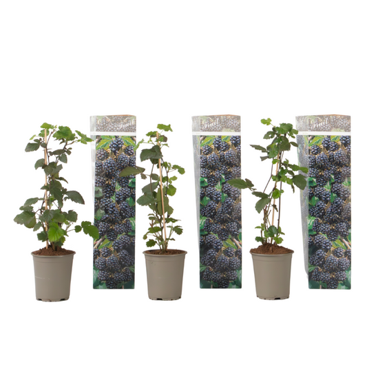  Plante De Mûre - Lot De 3 - Rubus Thornless - Hauteur 25-40cm - ⌀9cm