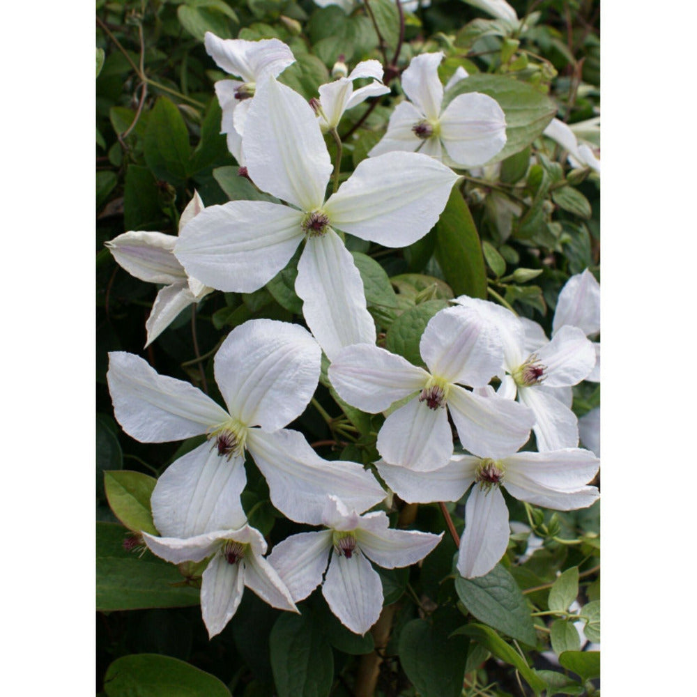  Clématite Viticella Forever Friend® 'zofofri'/[-]pot De 3l - Echelle Bambou 60/120 Cm