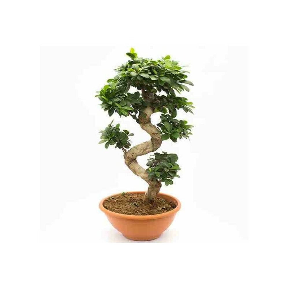  Ficus Microcarpa 'compacta' Pot De 25l- 125/150cm