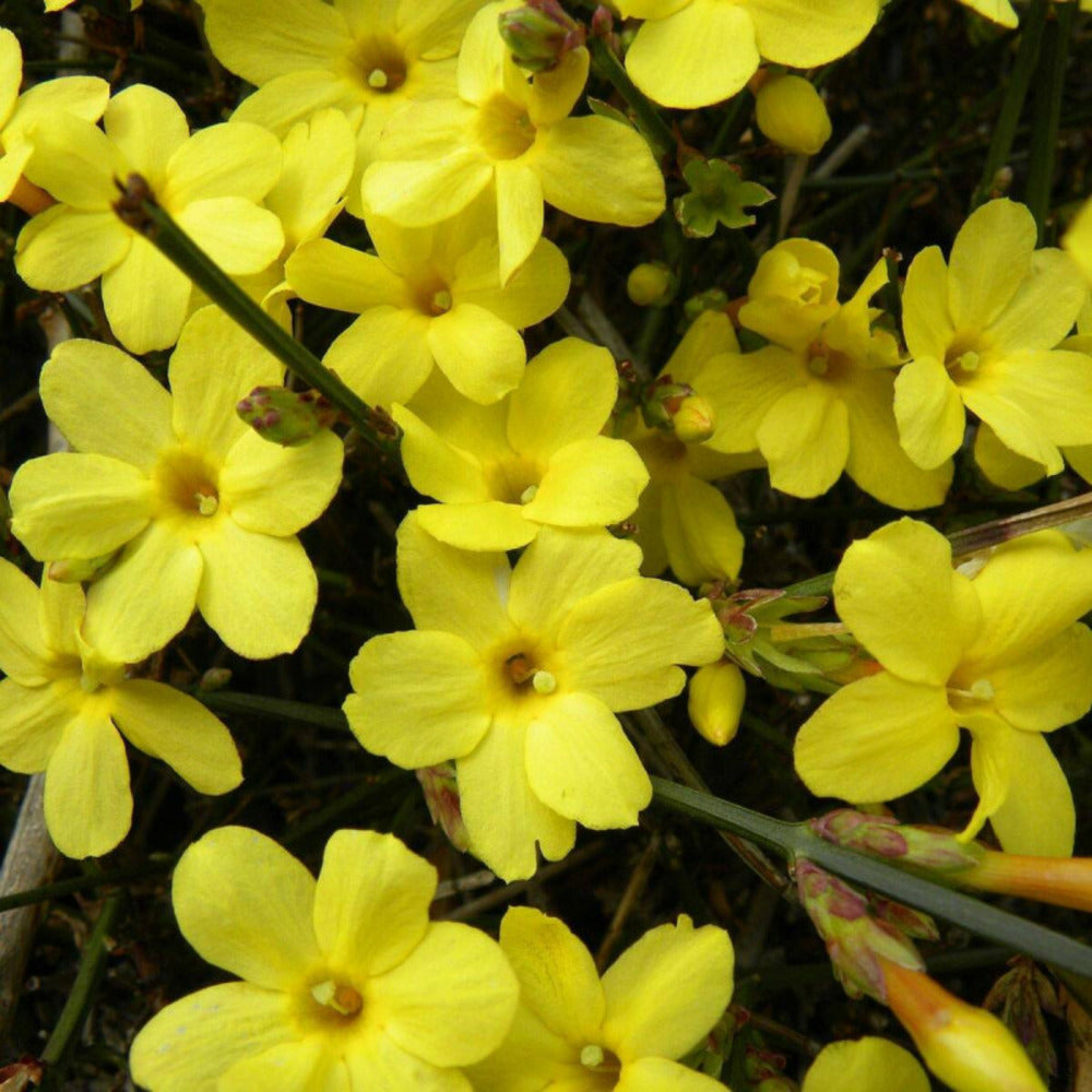  Jasmin D'hiver Nudiflorum/[-]pot De 1,5l - Tuteur Bambou 30/60 Cm