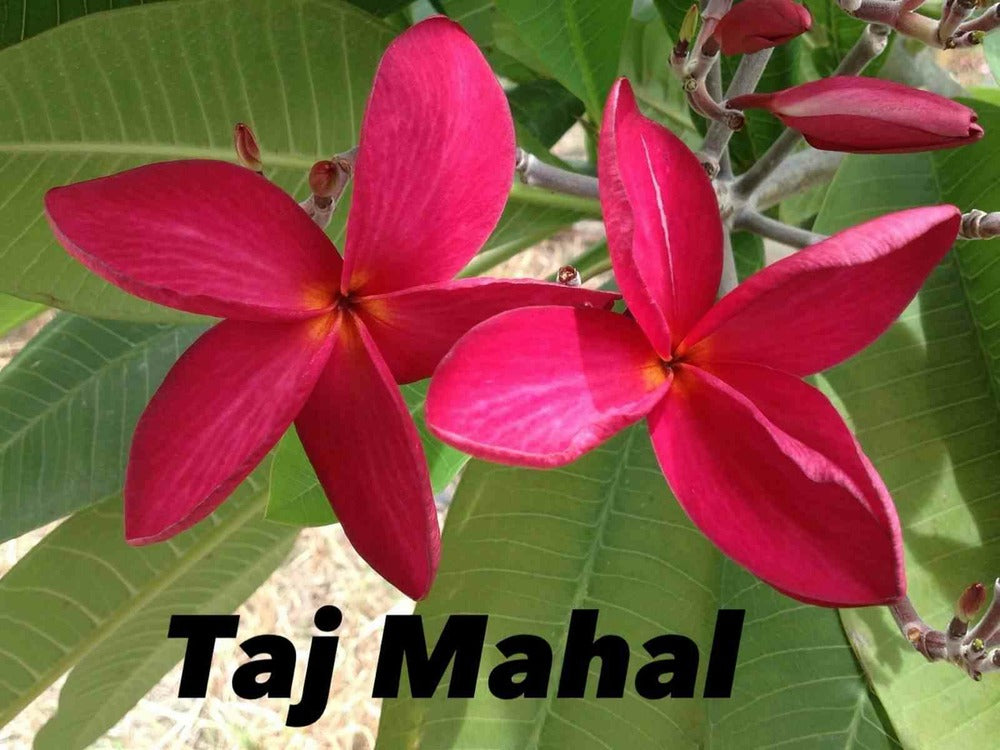  Plumeria Rubra "taj Mahal" (frangipanier) Pot De 2 Litres ? 20/30 Cm