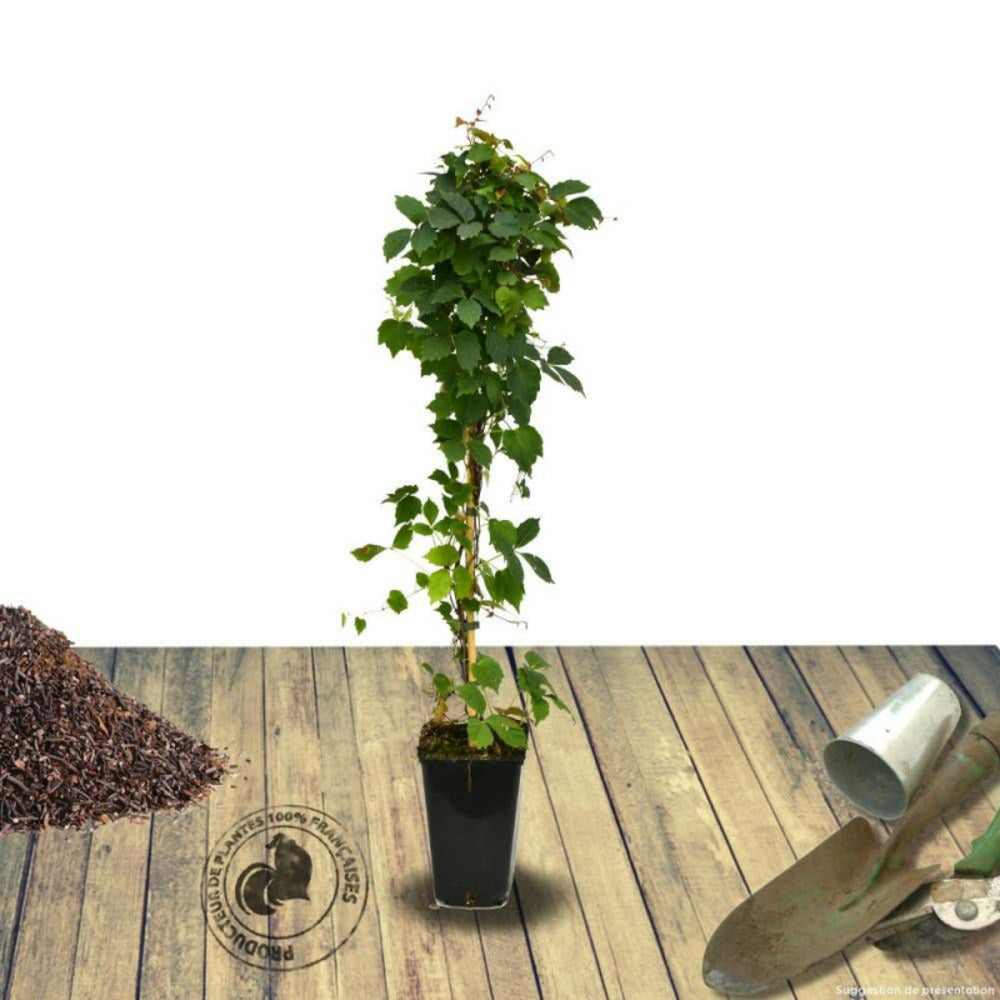  Vigne Vierge Tricuspidata Veitchii/[-]pot De 3l - Echelle Bambou 60/120 Cm