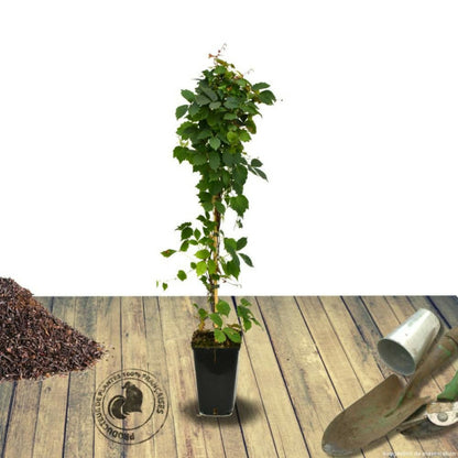  Vigne Vierge Tricuspidata Veitchii/[-]pot De 3l - Echelle Bambou 60/120 Cm