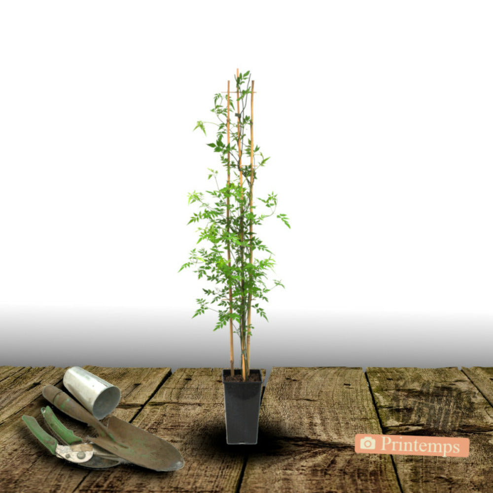  Jasmin Stephanense/[-]godet - 5/20 Cm