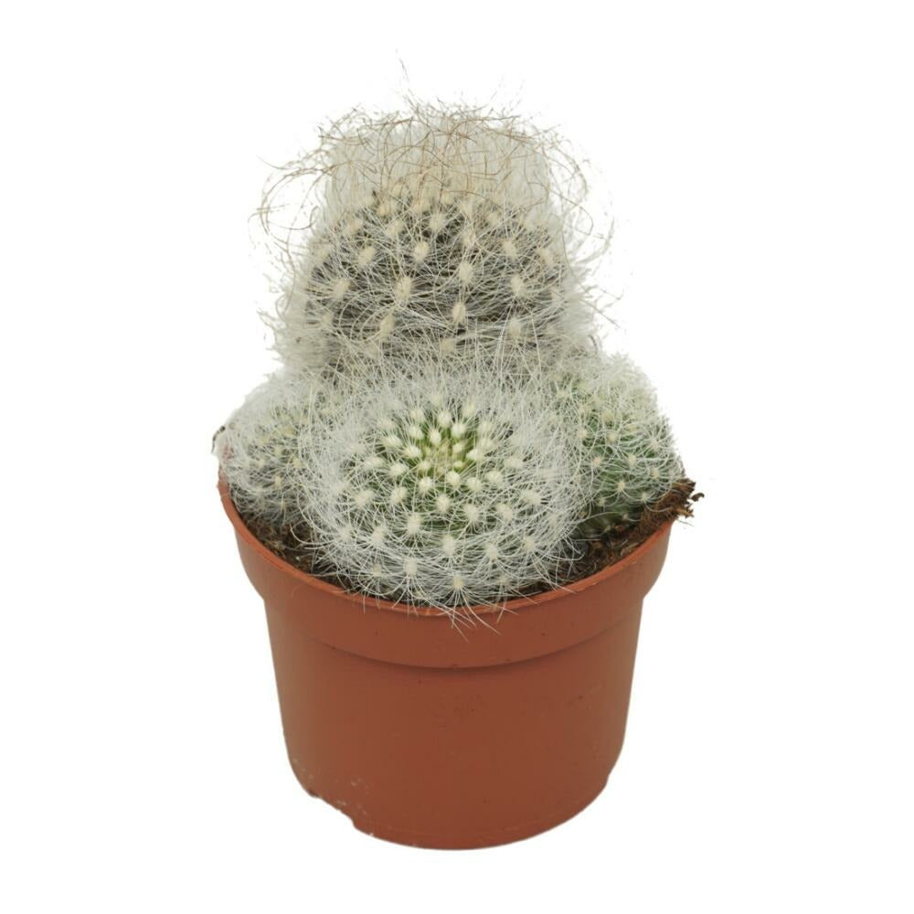  Vieil Homme Cactus Neoporteria Nidus Senilis Cactus à Entretien Facile 10,5cm Pot