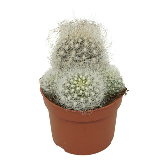  Vieil Homme Cactus Neoporteria Nidus Senilis Cactus à Entretien Facile 10,5cm Pot