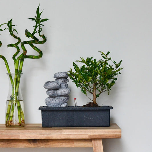  Bonsaï - Set De 2 - Bonsai - Hauteur 25-35cm - ⌀29cm