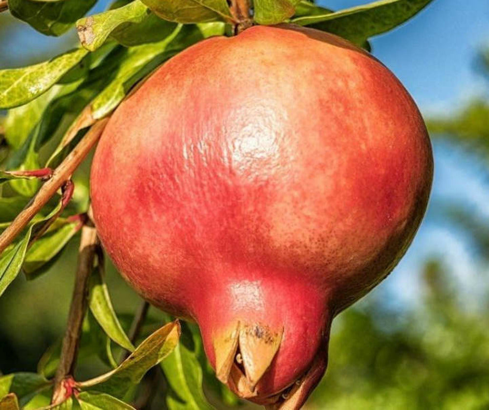  Punica Granatum Var.mollar De Elche (grenadier Très Productif, Gros Fruit Savoureux) Pot De 10 Litres ? 140/160 Cm