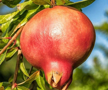  Punica Granatum Var.mollar De Elche (grenadier Très Productif, Gros Fruit Savoureux) Pot De 10 Litres ? 140/160 Cm
