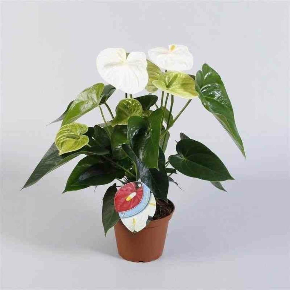  Anthurium Andreanum Blanc (anthure Flamant Rose, Langue De Feu) Pot De 1 Litre - 40/60cm