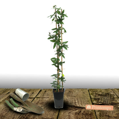  Passiflore Bleue/[-]pot De 2l - Tuteur Bambou 60/90 Cm