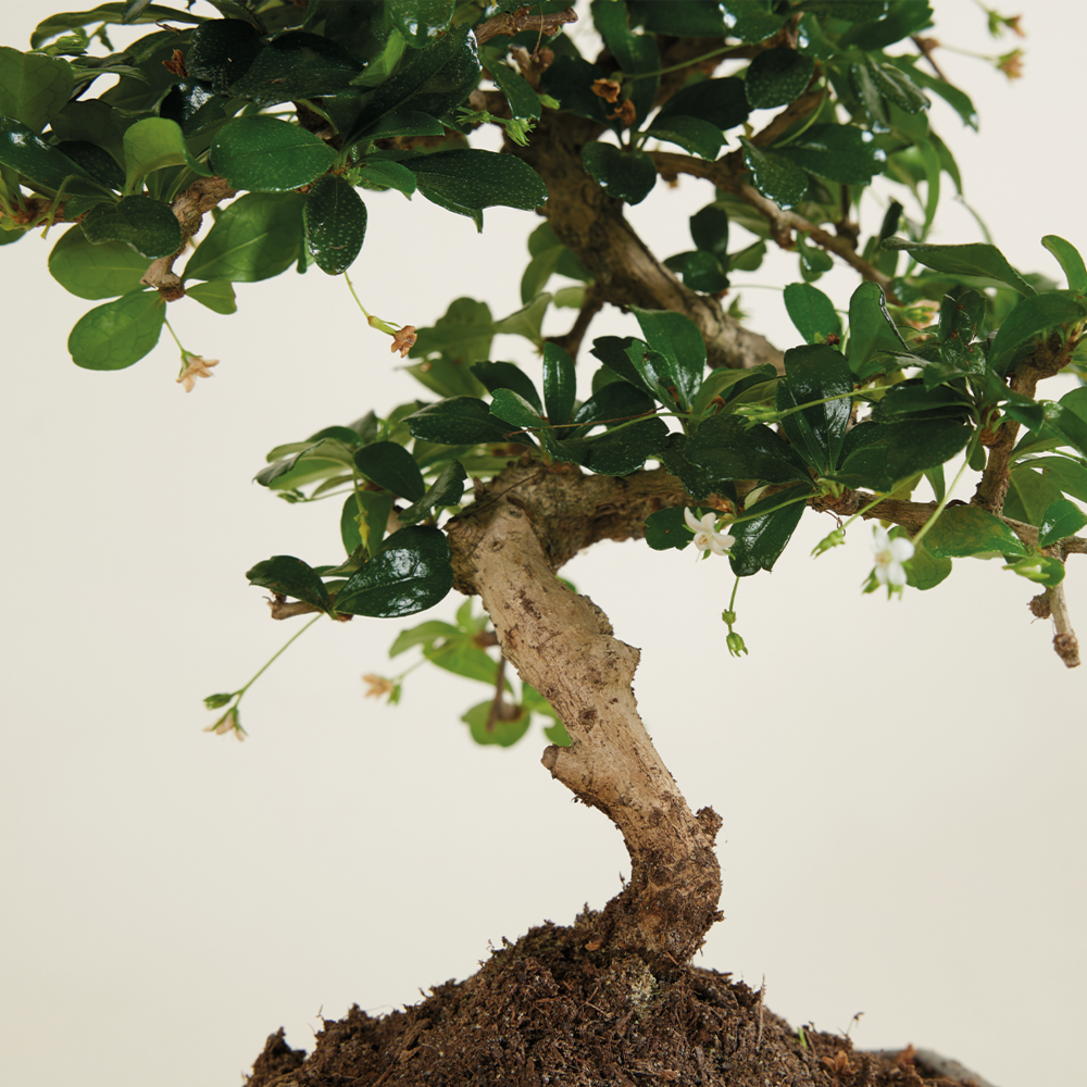 Bonsai Carmona - Forme S - Bonsaï - Plantes D'intérieur - Hauteur 20-30 Cm - 15 Cm De Large