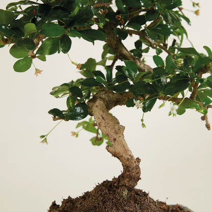  Bonsai Carmona - Forme S - Bonsaï - Plantes D'intérieur - Hauteur 20-30 Cm - 15 Cm De Large
